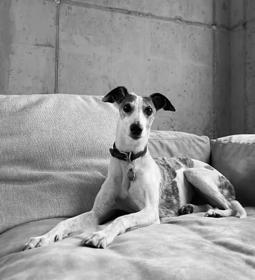 Alice, die Bürohündin von mihome, auf einem Sofa